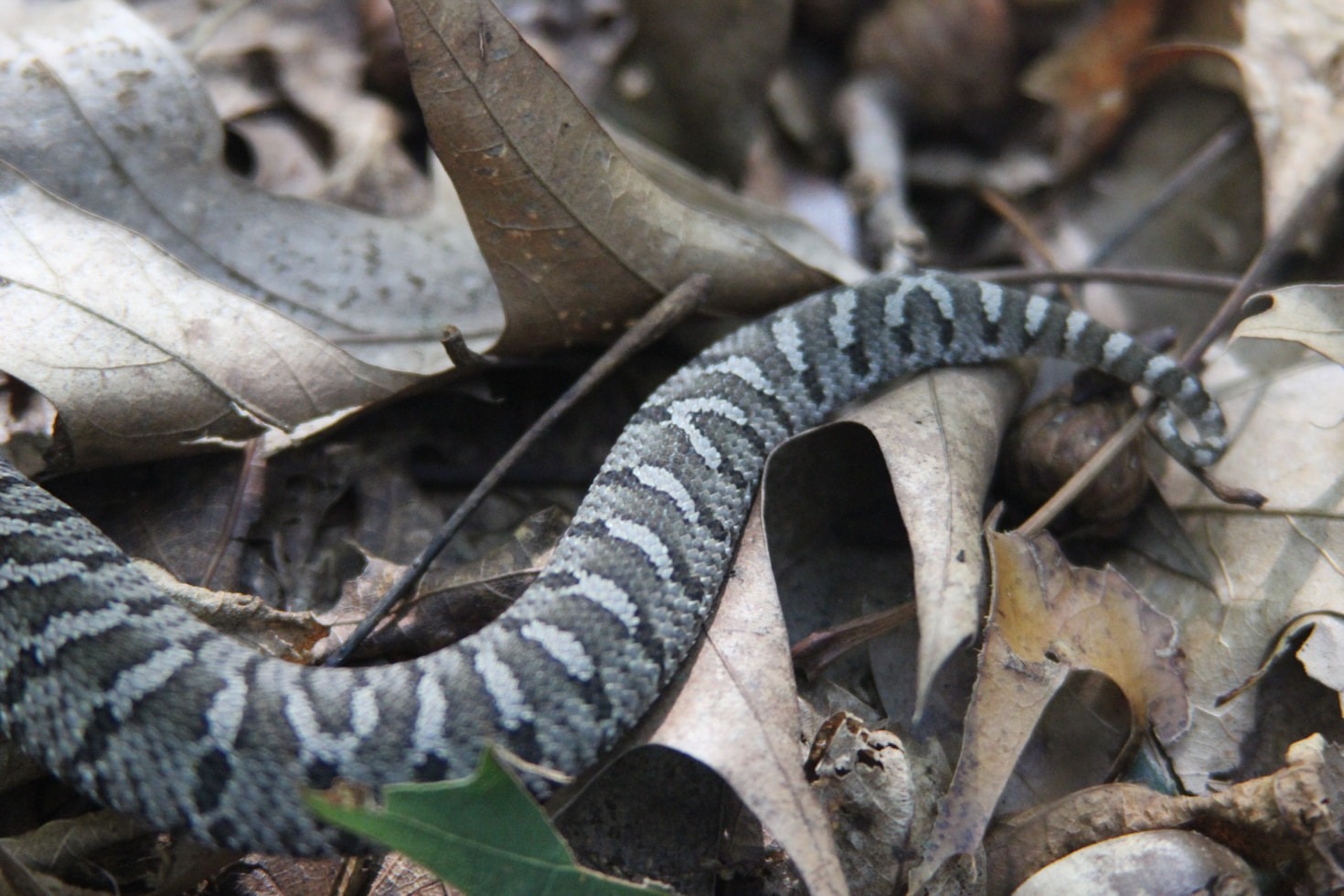 Top Tips for Caring for Your Hognose Snake